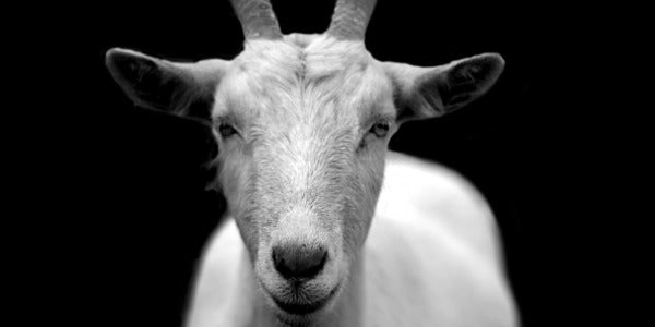 Have you tried our goat’s milk squeaky cheese?